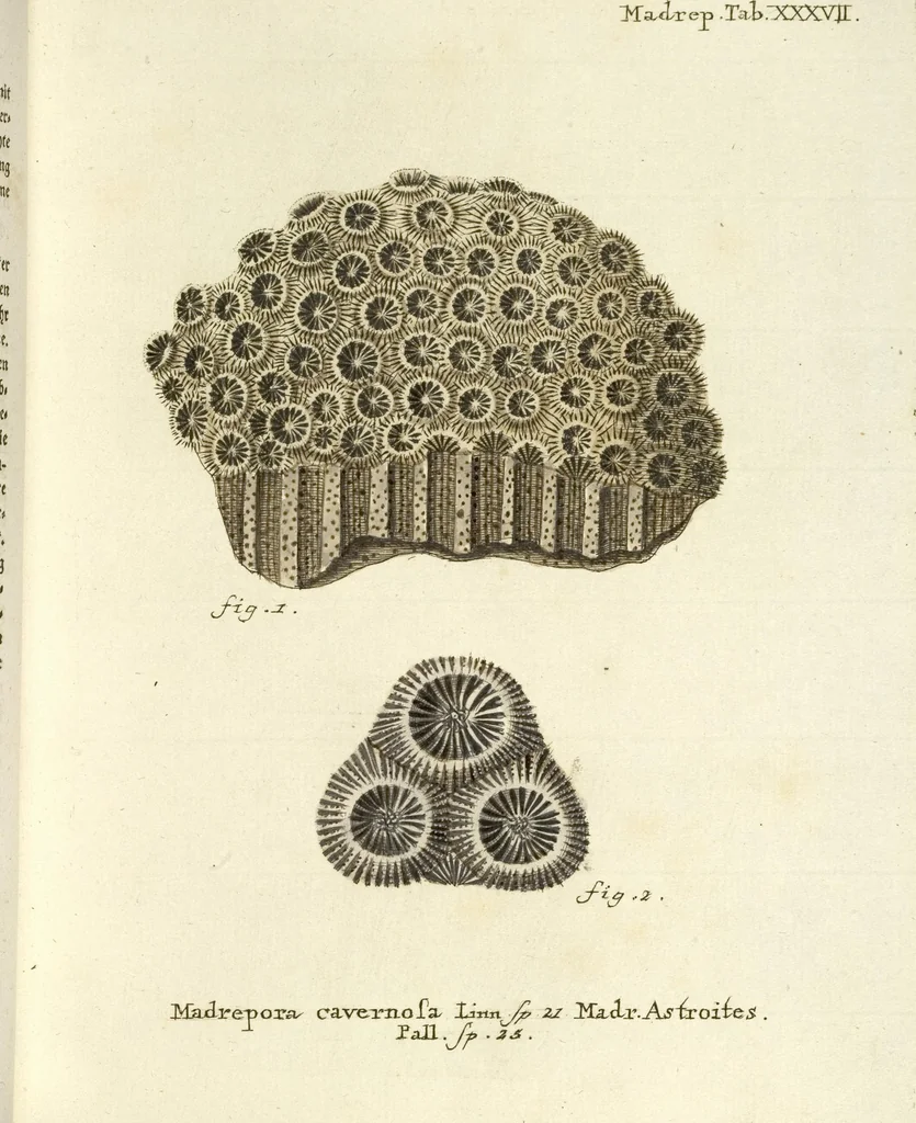An illustration from (Fortsetzung Band 1): Fortsetzungen der Pflanzenthiere: Mit hundert und sechs illuminirten Kupfertafeln, 1797, leaf 26