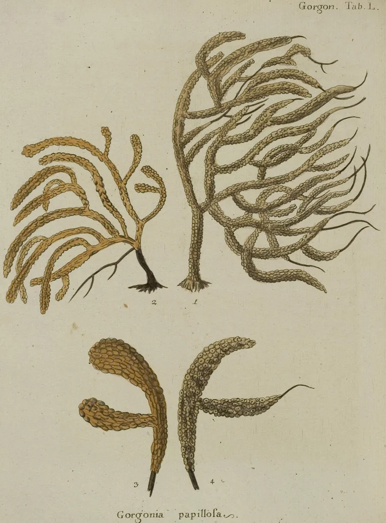 An illustration from (Fortsetzung Band 1): Fortsetzungen der Pflanzenthiere: Mit hundert und sechs illuminirten Kupfertafeln, 1797, leaf 260