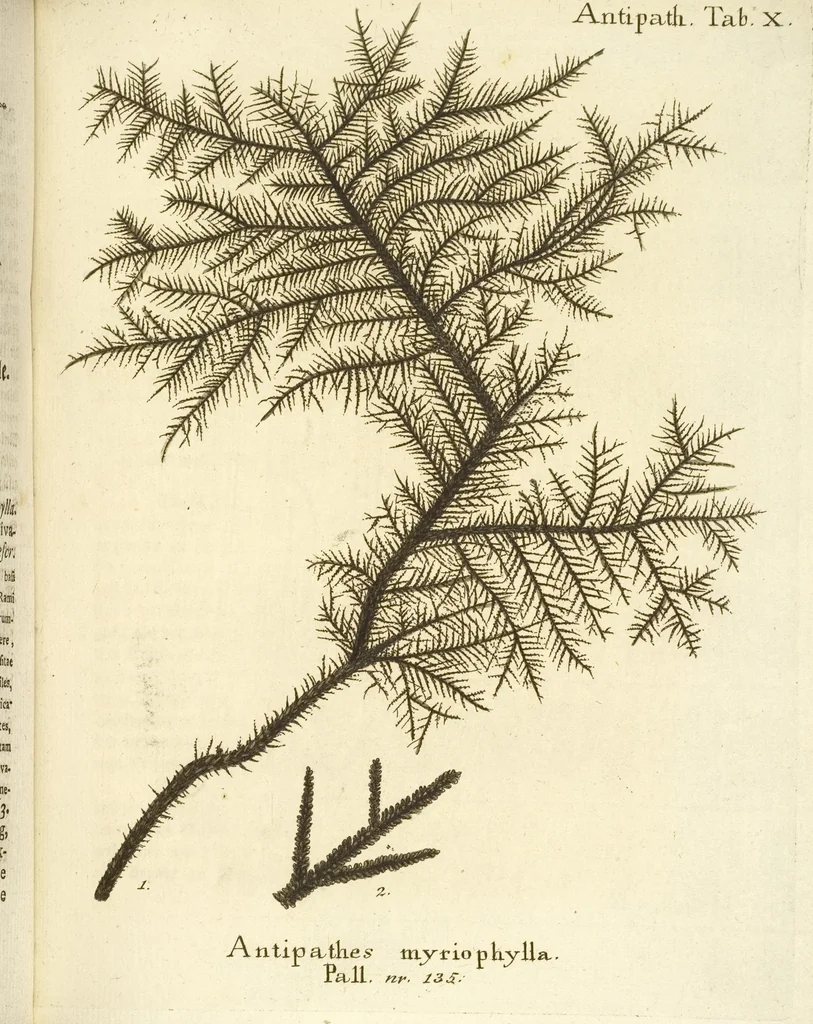 An illustration from (Fortsetzung Band 1): Fortsetzungen der Pflanzenthiere: Mit hundert und sechs illuminirten Kupfertafeln, 1797, leaf 269