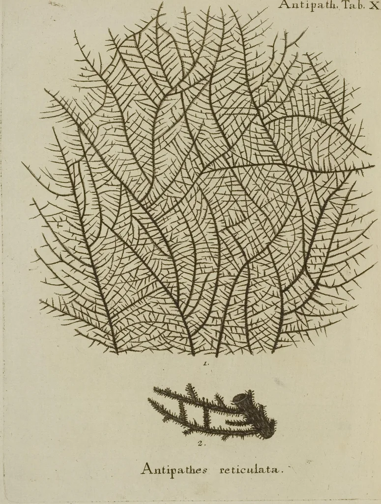 An illustration from (Fortsetzung Band 1): Fortsetzungen der Pflanzenthiere: Mit hundert und sechs illuminirten Kupfertafeln, 1797, leaf 272