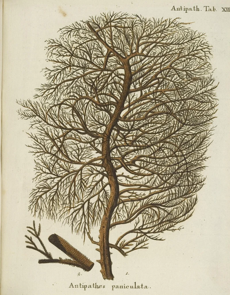 An illustration from (Fortsetzung Band 1): Fortsetzungen der Pflanzenthiere: Mit hundert und sechs illuminirten Kupfertafeln, 1797, leaf 275
