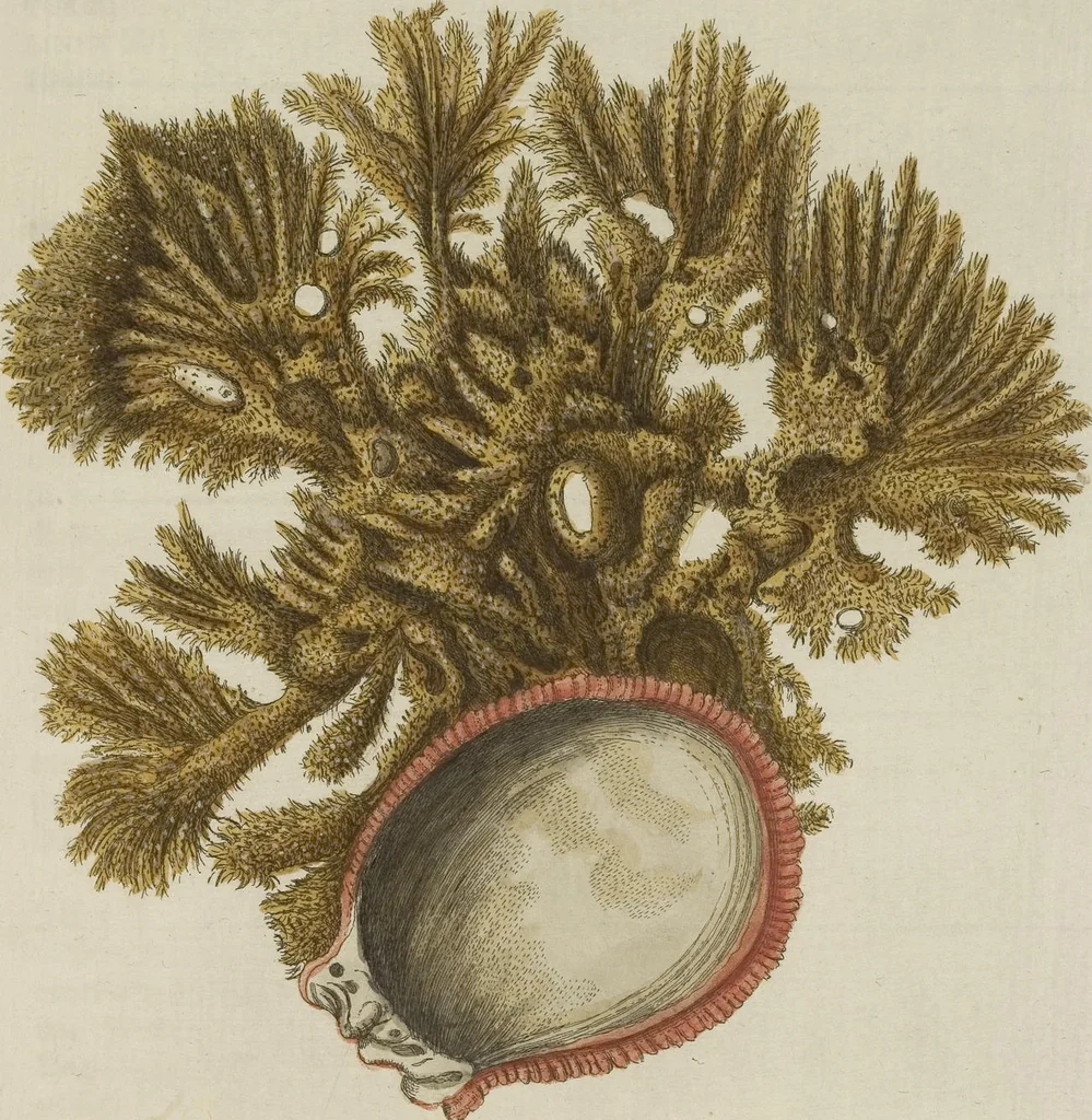 An illustration from (Fortsetzung Band 1): Fortsetzungen der Pflanzenthiere: Mit hundert und sechs illuminirten Kupfertafeln, 1797, leaf 286