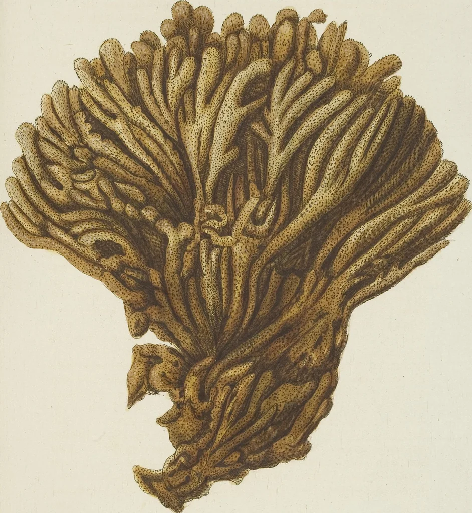 An illustration from (Fortsetzung Band 1): Fortsetzungen der Pflanzenthiere: Mit hundert und sechs illuminirten Kupfertafeln, 1797, leaf 289