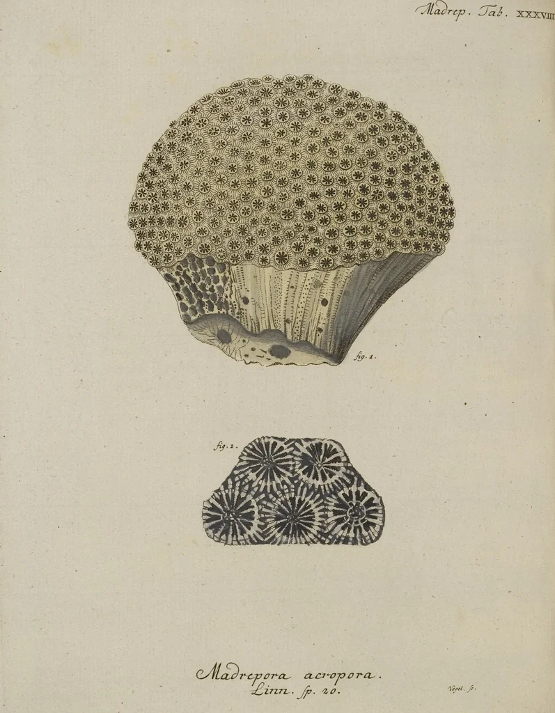 An illustration from (Fortsetzung Band 1): Fortsetzungen der Pflanzenthiere: Mit hundert und sechs illuminirten Kupfertafeln, 1797, leaf 29