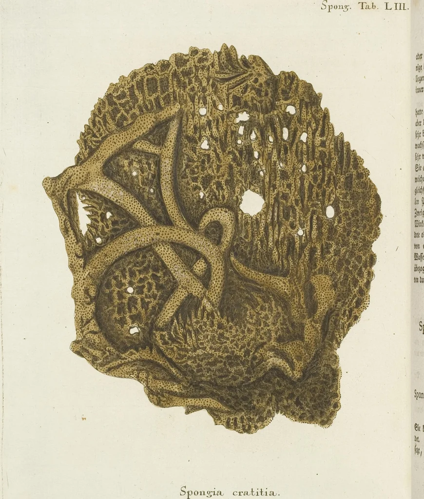 An illustration from (Fortsetzung Band 1): Fortsetzungen der Pflanzenthiere: Mit hundert und sechs illuminirten Kupfertafeln, 1797, leaf 290