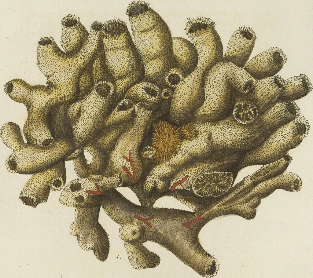 An illustration from (Fortsetzung Band 1): Fortsetzungen der Pflanzenthiere: Mit hundert und sechs illuminirten Kupfertafeln, 1797, leaf 293