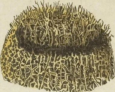 An illustration from (Fortsetzung Band 1): Fortsetzungen der Pflanzenthiere: Mit hundert und sechs illuminirten Kupfertafeln, 1797, leaf 293