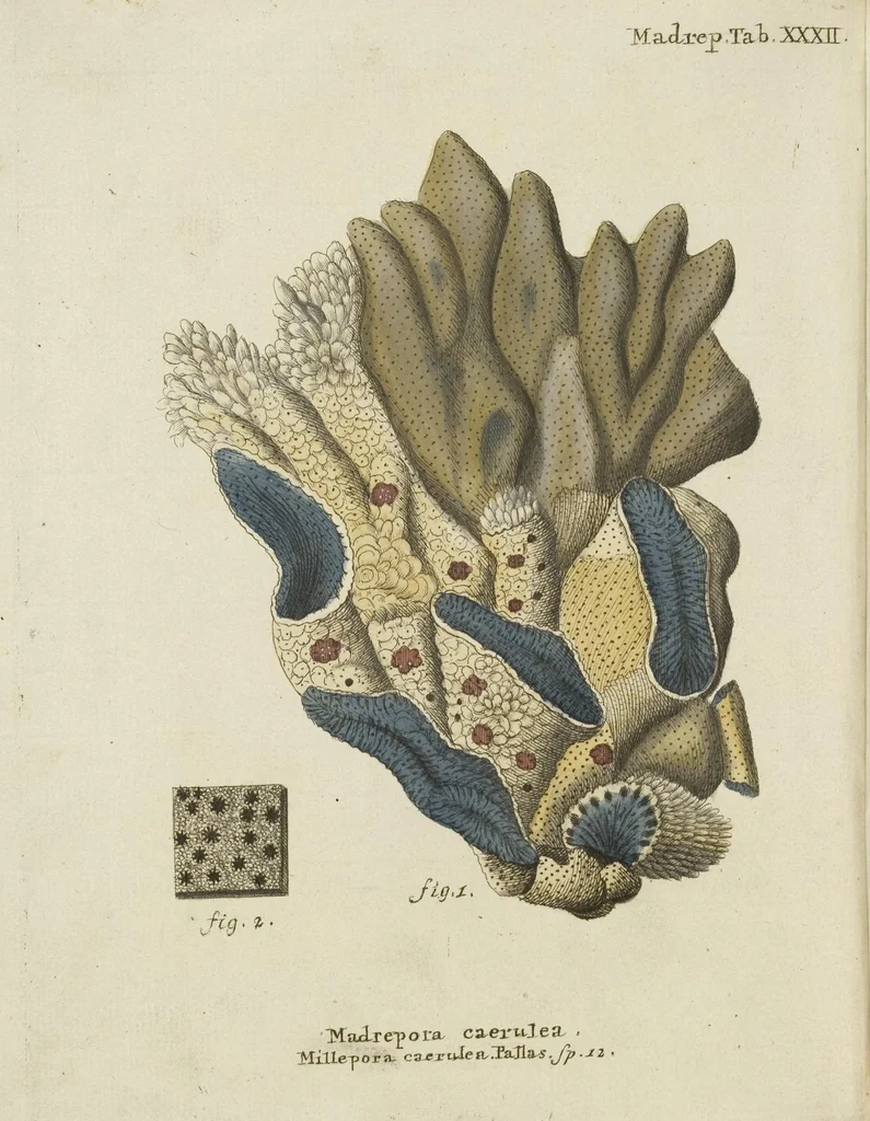 An illustration from (Fortsetzung Band 1): Fortsetzungen der Pflanzenthiere: Mit hundert und sechs illuminirten Kupfertafeln, 1797, leaf 3