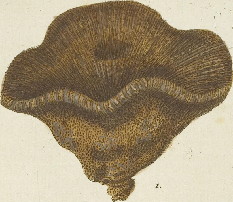 An illustration from (Fortsetzung Band 1): Fortsetzungen der Pflanzenthiere: Mit hundert und sechs illuminirten Kupfertafeln, 1797, leaf 302