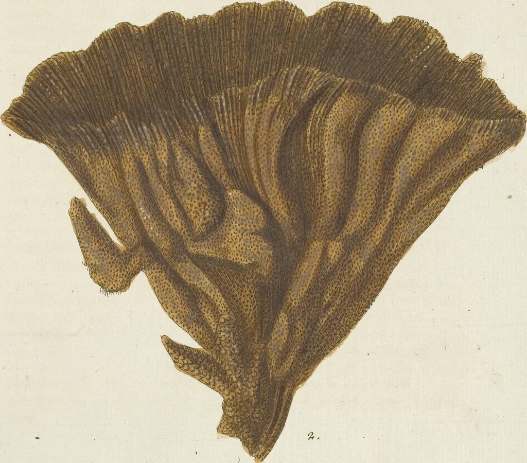 An illustration from (Fortsetzung Band 1): Fortsetzungen der Pflanzenthiere: Mit hundert und sechs illuminirten Kupfertafeln, 1797, leaf 302