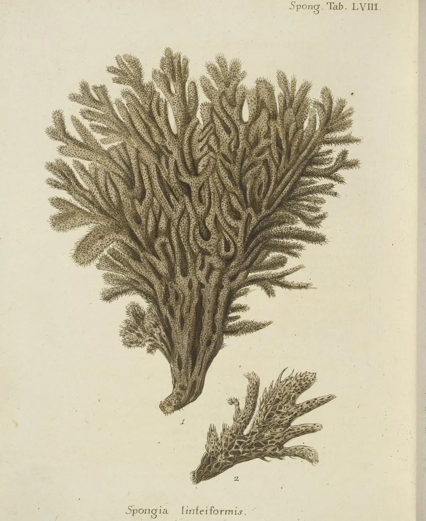 An illustration from (Fortsetzung Band 1): Fortsetzungen der Pflanzenthiere: Mit hundert und sechs illuminirten Kupfertafeln, 1797, leaf 305