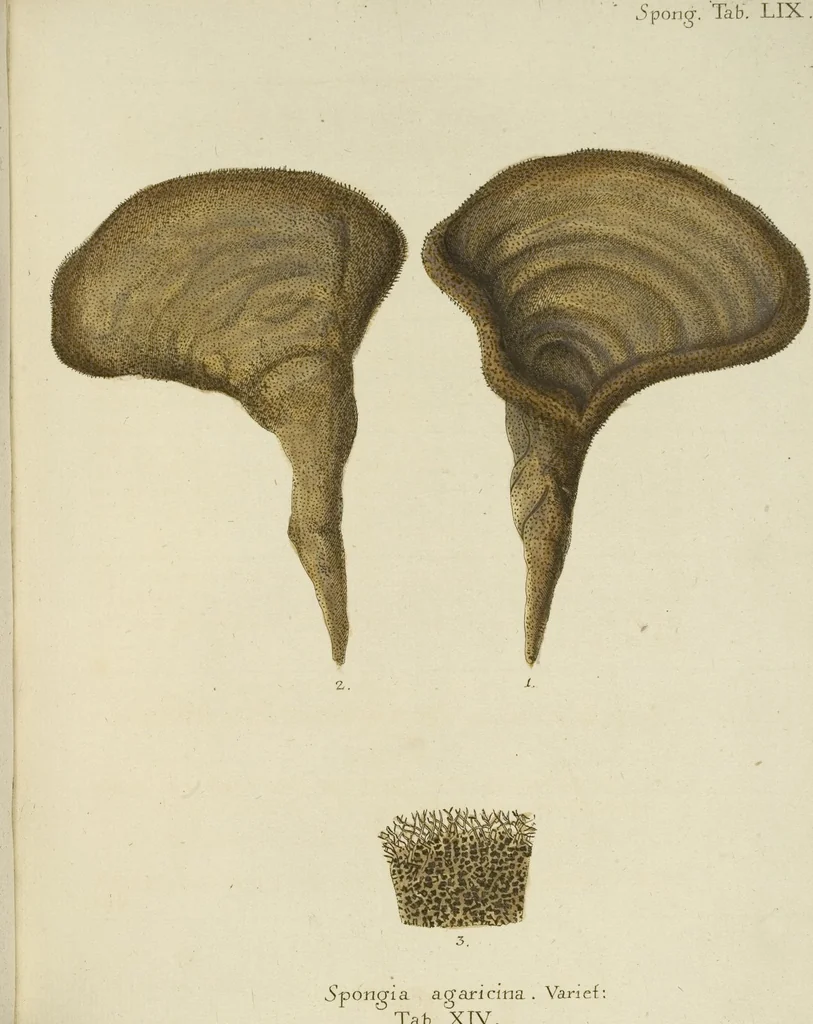 An illustration from (Fortsetzung Band 1): Fortsetzungen der Pflanzenthiere: Mit hundert und sechs illuminirten Kupfertafeln, 1797, leaf 308
