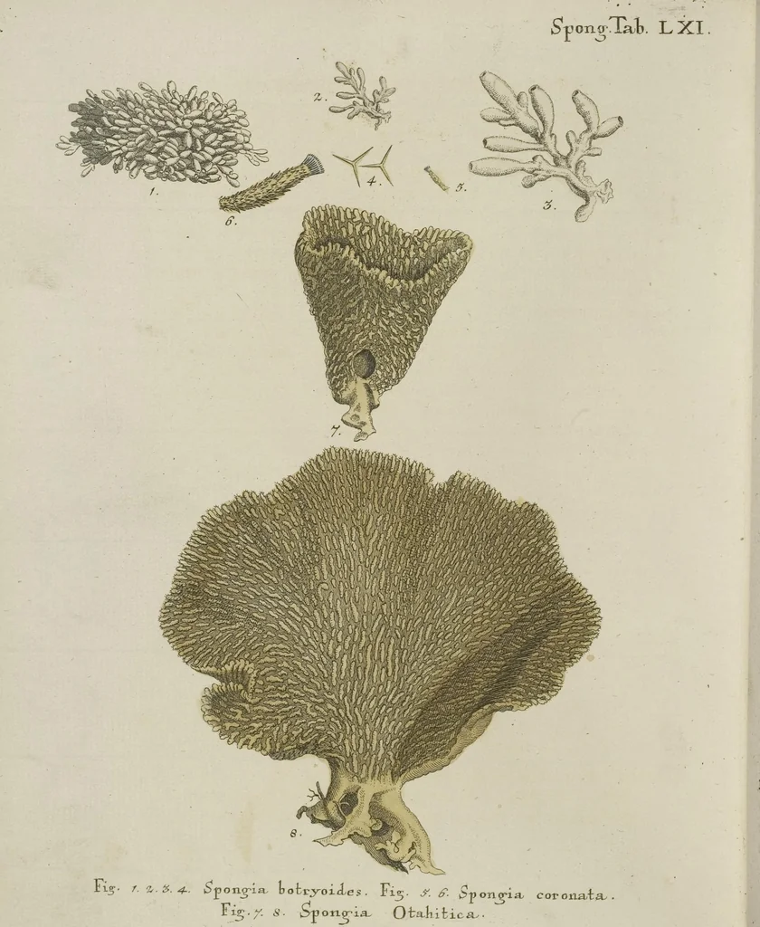 An illustration from (Fortsetzung Band 1): Fortsetzungen der Pflanzenthiere: Mit hundert und sechs illuminirten Kupfertafeln, 1797, leaf 310