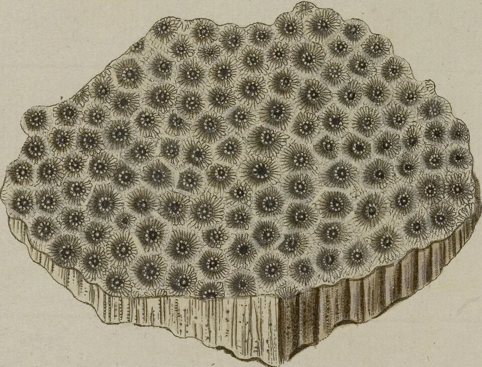 An illustration from (Fortsetzung Band 1): Fortsetzungen der Pflanzenthiere: Mit hundert und sechs illuminirten Kupfertafeln, 1797, leaf 32