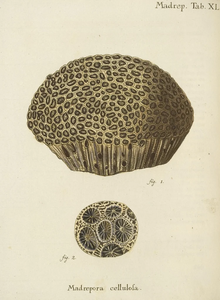An illustration from (Fortsetzung Band 1): Fortsetzungen der Pflanzenthiere: Mit hundert und sechs illuminirten Kupfertafeln, 1797, leaf 35