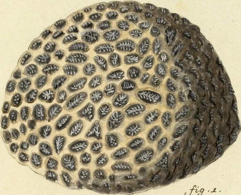An illustration from (Fortsetzung Band 1): Fortsetzungen der Pflanzenthiere: Mit hundert und sechs illuminirten Kupfertafeln, 1797, leaf 38