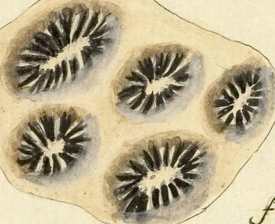 An illustration from (Fortsetzung Band 1): Fortsetzungen der Pflanzenthiere: Mit hundert und sechs illuminirten Kupfertafeln, 1797, leaf 38