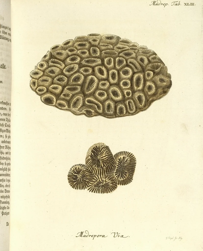 An illustration from (Fortsetzung Band 1): Fortsetzungen der Pflanzenthiere: Mit hundert und sechs illuminirten Kupfertafeln, 1797, leaf 46