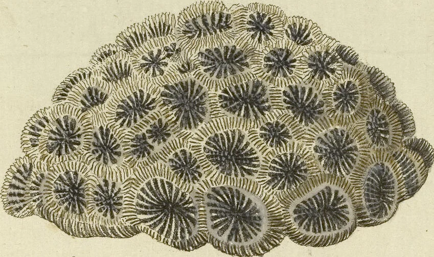 An illustration from (Fortsetzung Band 1): Fortsetzungen der Pflanzenthiere: Mit hundert und sechs illuminirten Kupfertafeln, 1797, leaf 49