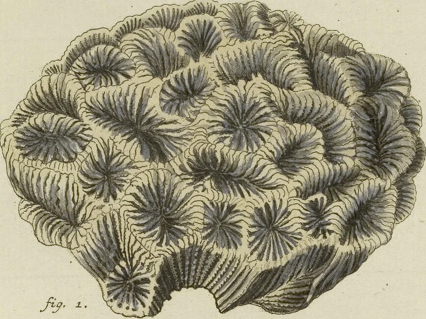 An illustration from (Fortsetzung Band 1): Fortsetzungen der Pflanzenthiere: Mit hundert und sechs illuminirten Kupfertafeln, 1797, leaf 50