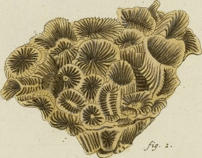 An illustration from (Fortsetzung Band 1): Fortsetzungen der Pflanzenthiere: Mit hundert und sechs illuminirten Kupfertafeln, 1797, leaf 50