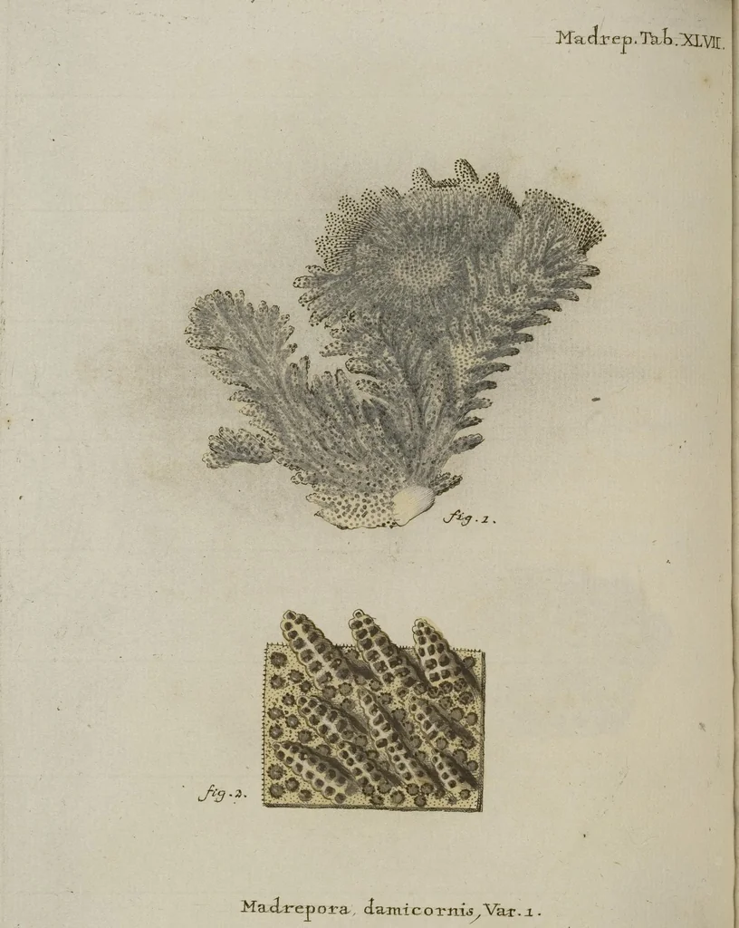 An illustration from (Fortsetzung Band 1): Fortsetzungen der Pflanzenthiere: Mit hundert und sechs illuminirten Kupfertafeln, 1797, leaf 56