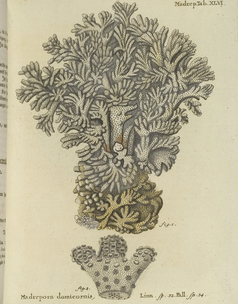 An illustration from (Fortsetzung Band 1): Fortsetzungen der Pflanzenthiere: Mit hundert und sechs illuminirten Kupfertafeln, 1797, leaf 57