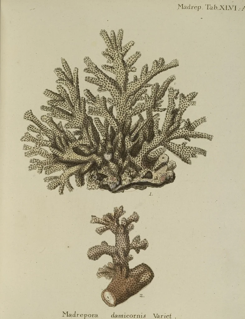 An illustration from (Fortsetzung Band 1): Fortsetzungen der Pflanzenthiere: Mit hundert und sechs illuminirten Kupfertafeln, 1797, leaf 58