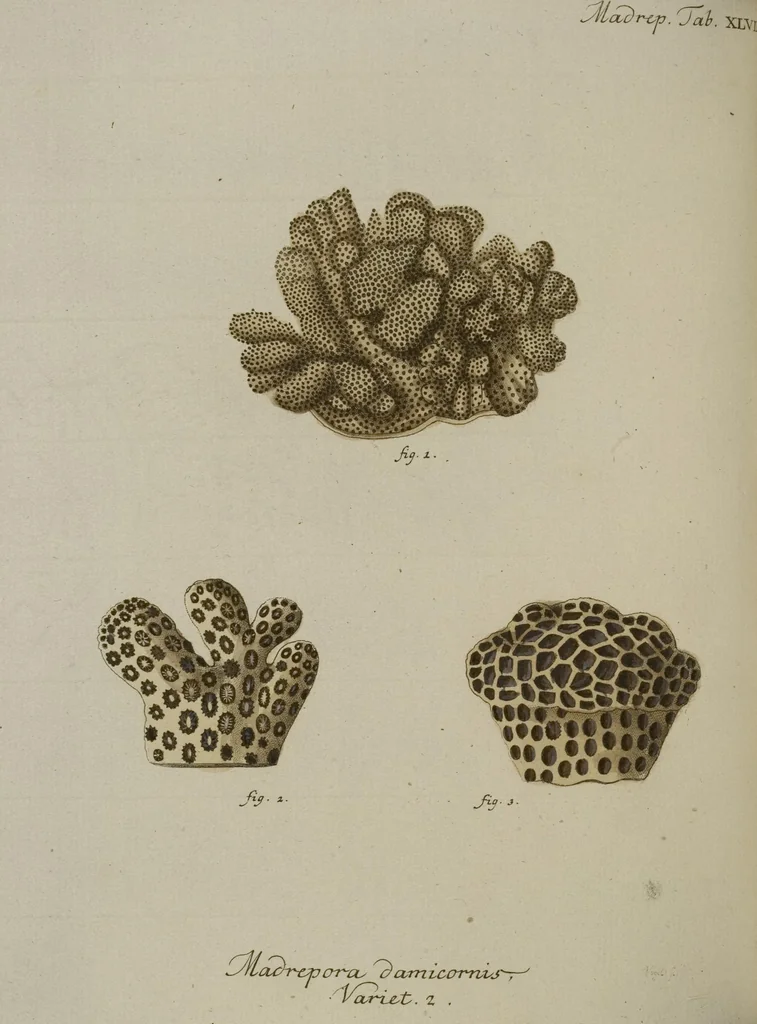 An illustration from (Fortsetzung Band 1): Fortsetzungen der Pflanzenthiere: Mit hundert und sechs illuminirten Kupfertafeln, 1797, leaf 59