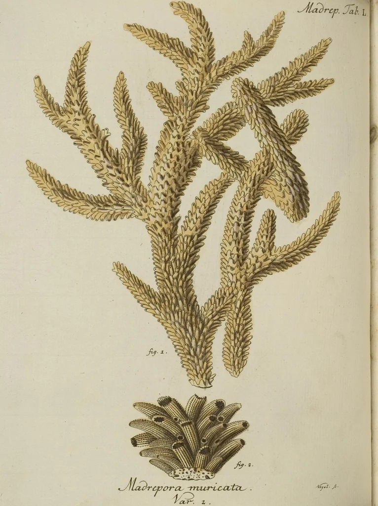 An illustration from (Fortsetzung Band 1): Fortsetzungen der Pflanzenthiere: Mit hundert und sechs illuminirten Kupfertafeln, 1797, leaf 75