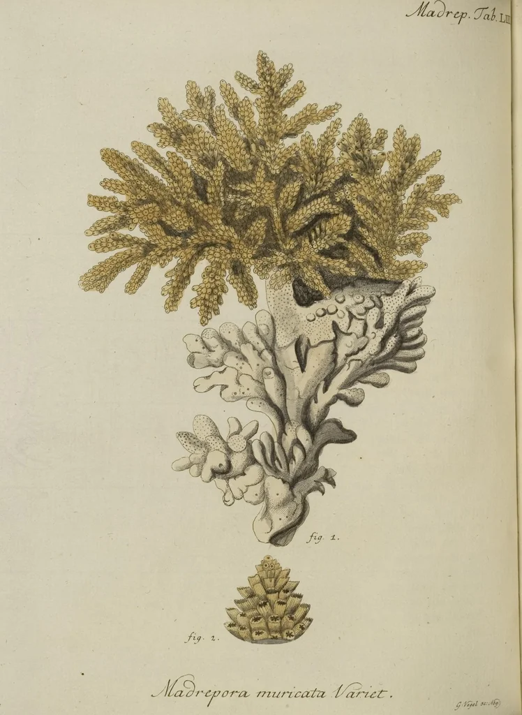 An illustration from (Fortsetzung Band 1): Fortsetzungen der Pflanzenthiere: Mit hundert und sechs illuminirten Kupfertafeln, 1797, leaf 82