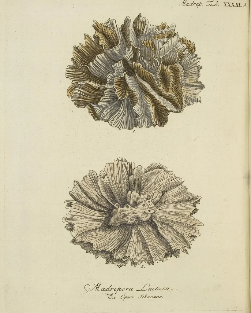 An illustration from (Fortsetzung Band 1): Fortsetzungen der Pflanzenthiere: Mit hundert und sechs illuminirten Kupfertafeln, 1797, leaf 9