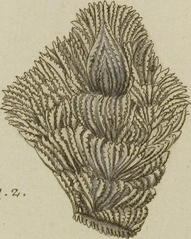 An illustration from (Fortsetzung Band 1): Fortsetzungen der Pflanzenthiere: Mit hundert und sechs illuminirten Kupfertafeln, 1797, leaf 91