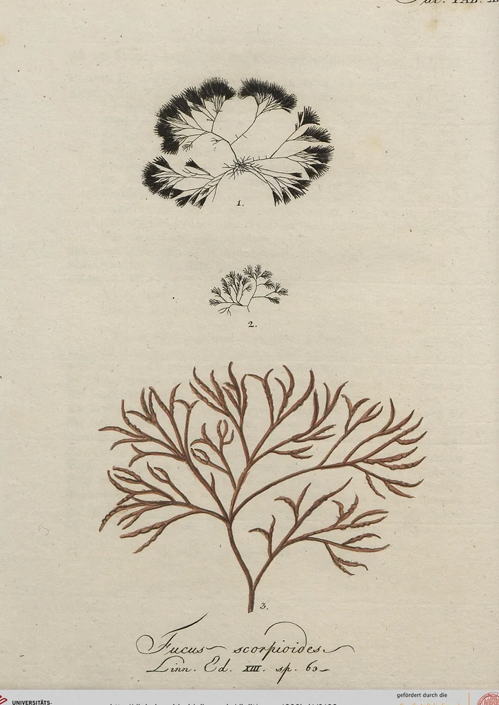 An illustration from (Band 1), 1800, leaf 102