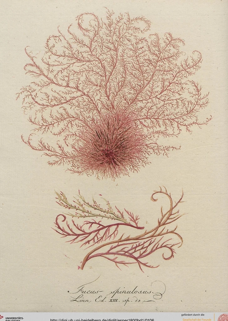 An illustration from (Band 1), 1800, leaf 106