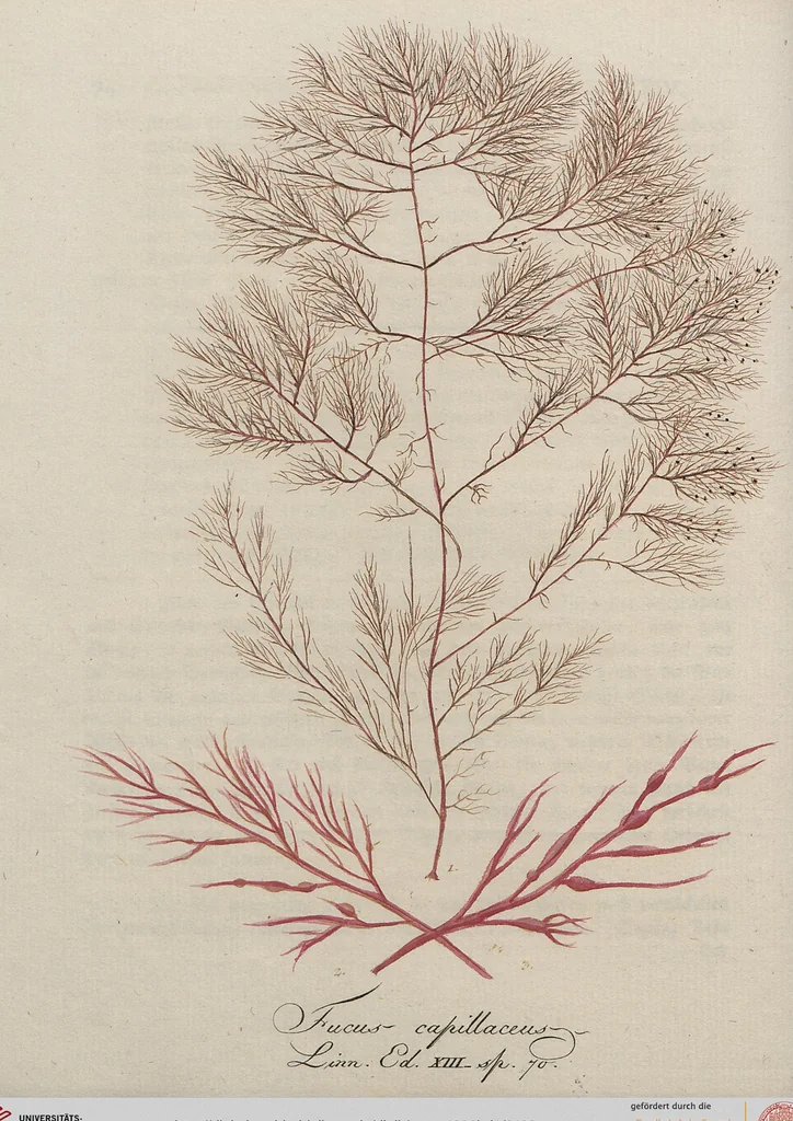 An illustration from (Band 1), 1800, leaf 109