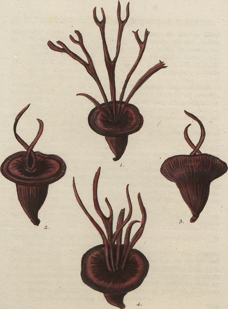 An illustration from (Band 1), 1800, leaf 119