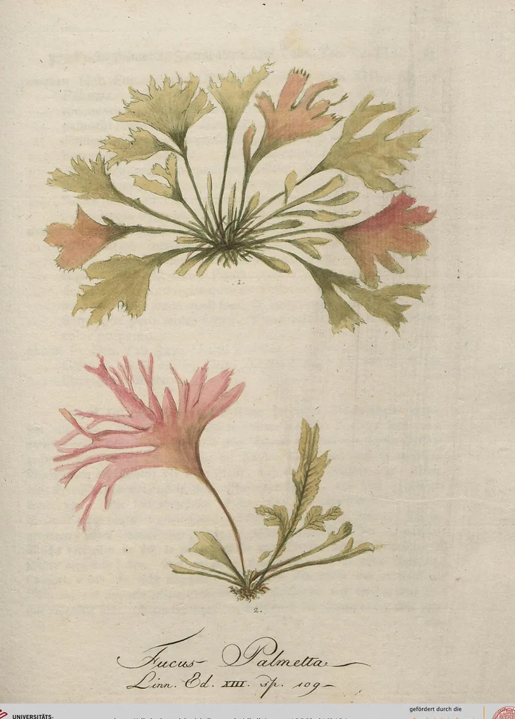 An illustration from (Band 1), 1800, leaf 124