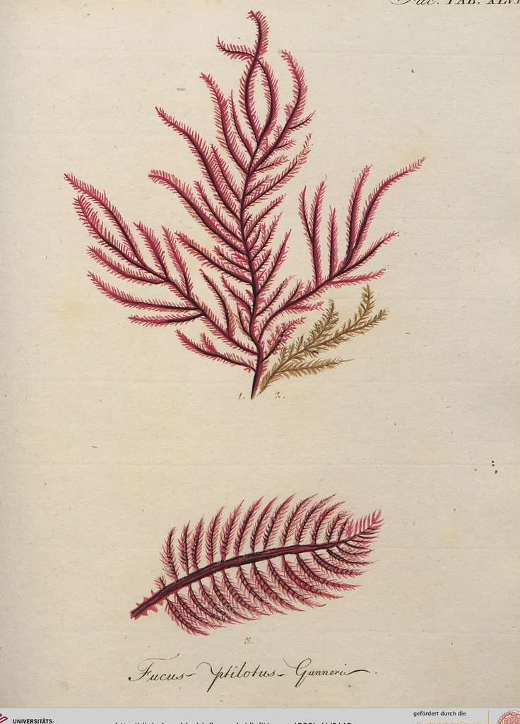 An illustration from (Band 1), 1800, leaf 142