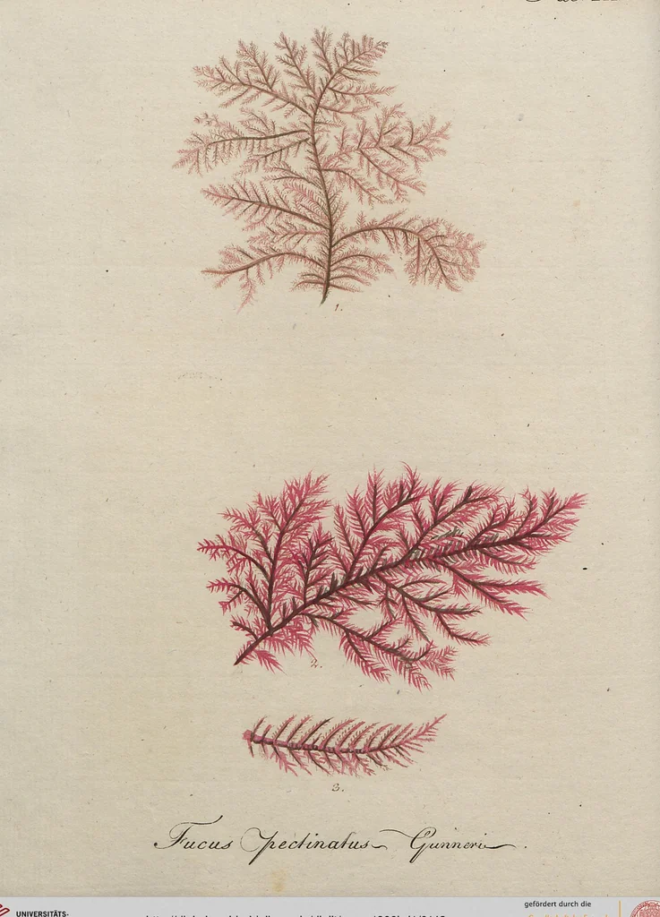 An illustration from (Band 1), 1800, leaf 143