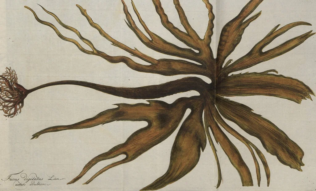 An illustration from (Band 1), 1800, leaf 151