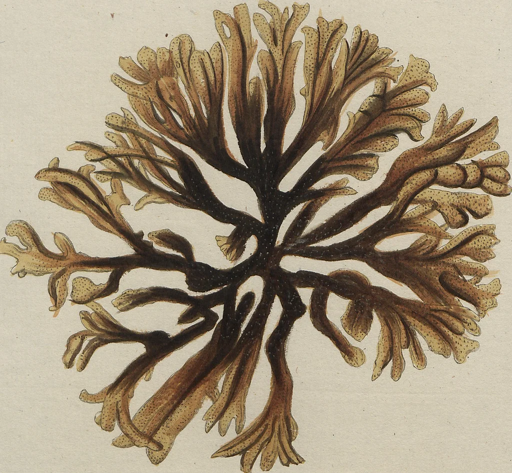 An illustration from (Band 1), 1800, leaf 159