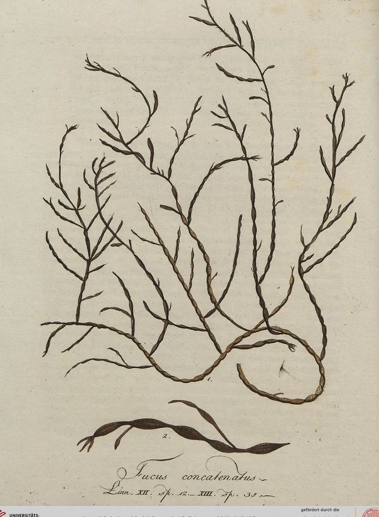 An illustration from (Band 1), 1800, leaf 165