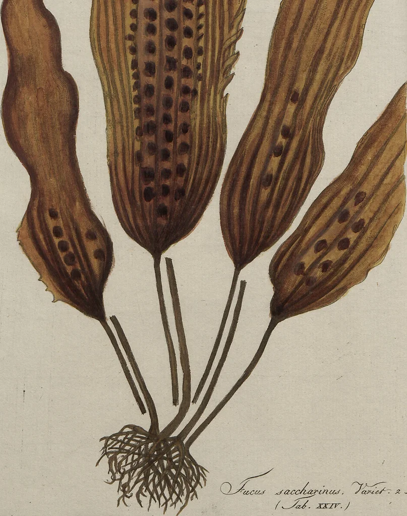 An illustration from (Band 1), 1800, leaf 169