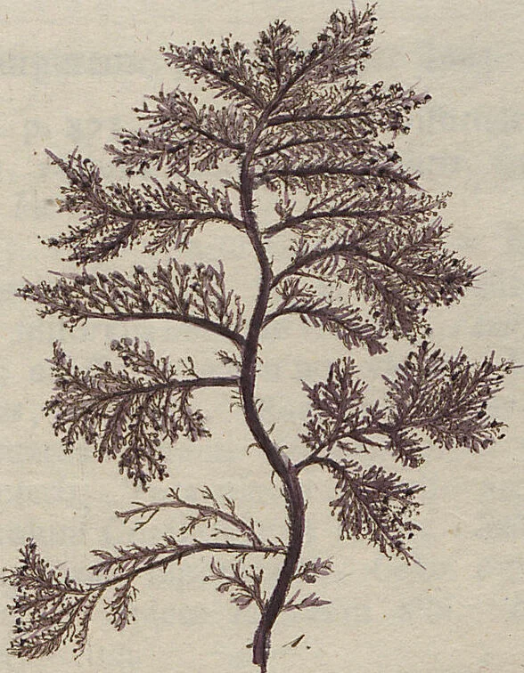 An illustration from (Band 1), 1800, leaf 172