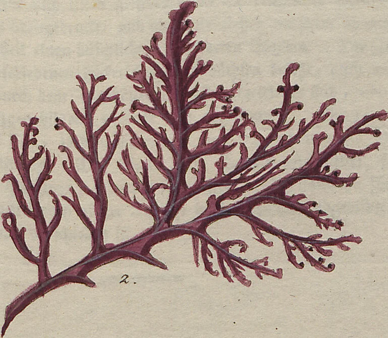 An illustration from (Band 1), 1800, leaf 172