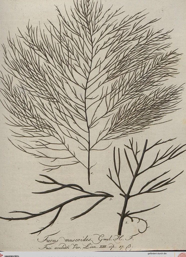 An illustration from (Band 1), 1800, leaf 175