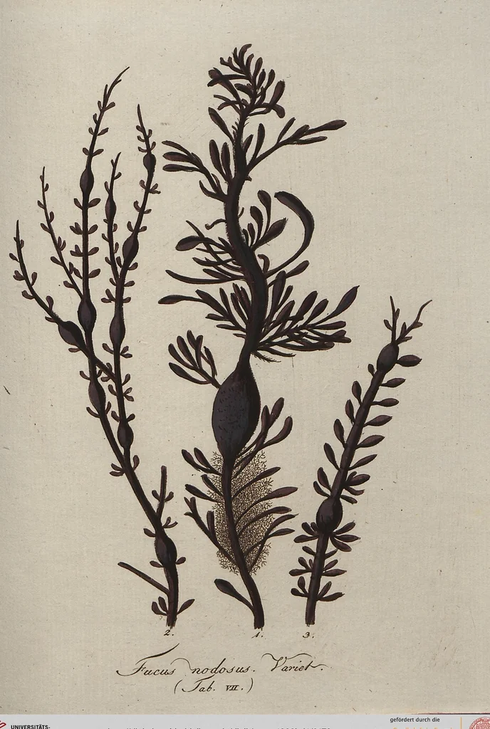 An illustration from (Band 1), 1800, leaf 178