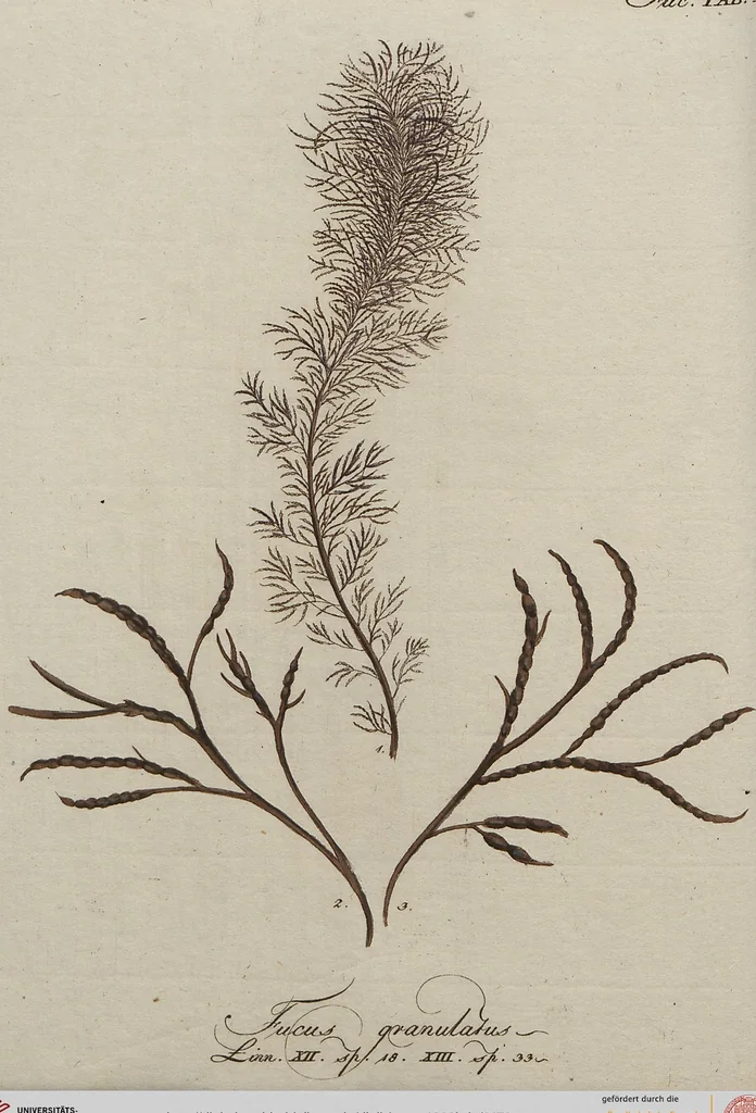 An illustration from (Band 1), 1800, leaf 179