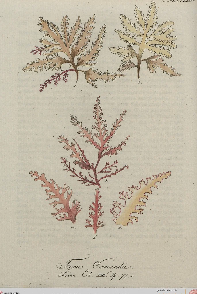 An illustration from (Band 1), 1800, leaf 182